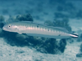 Blanquillo Drapeau